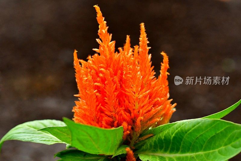 Celosia argentea / Celosia argentea '和服系列'